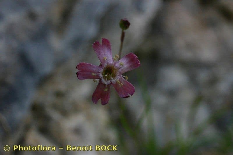 Silene campanula 2