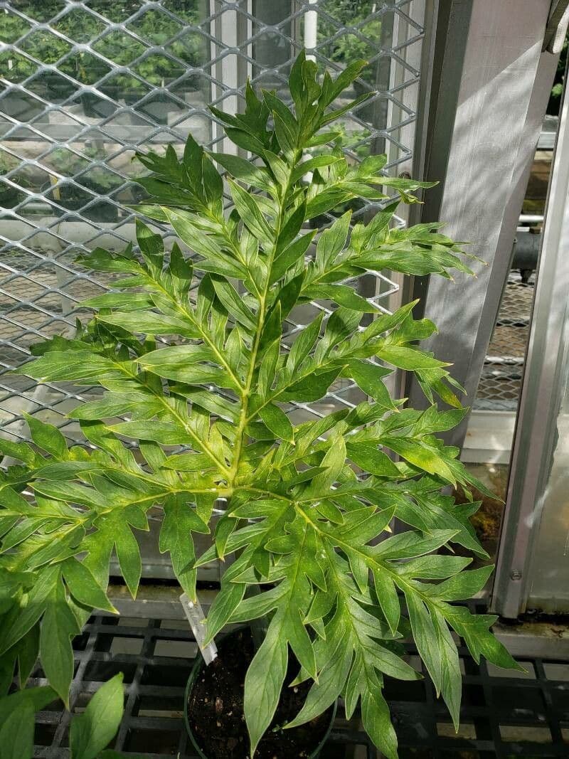 Taccarum