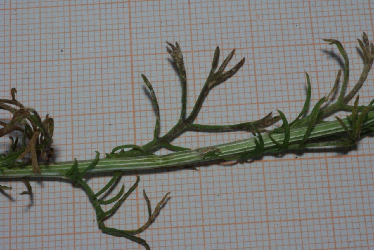 Lonas annua 4