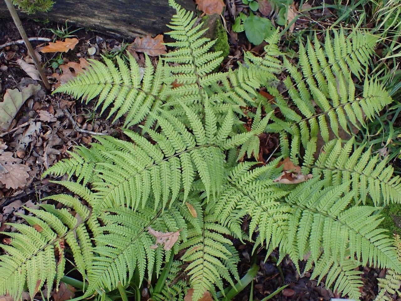 Dryopteris lepidopoda 2