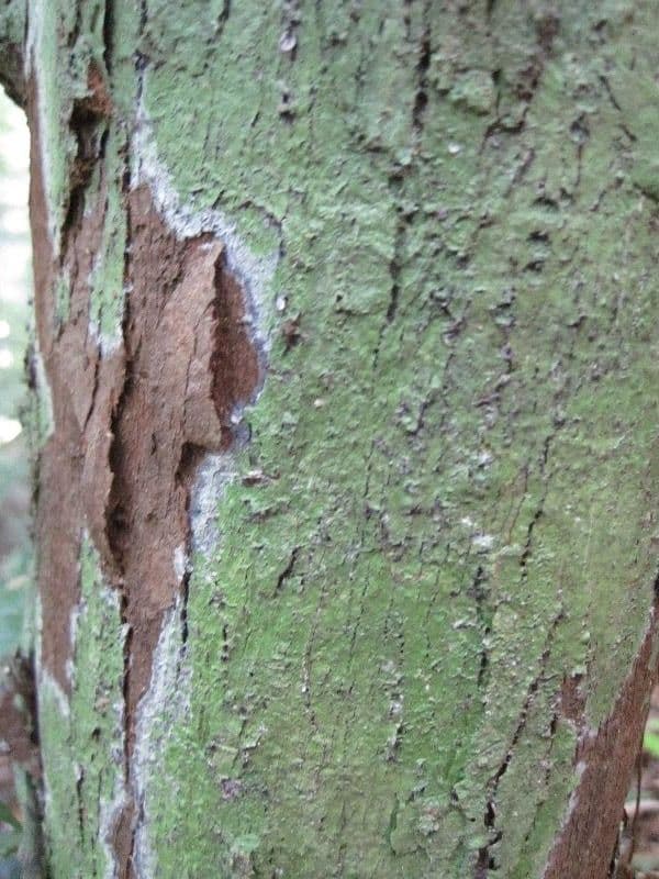 Iryanthera 10