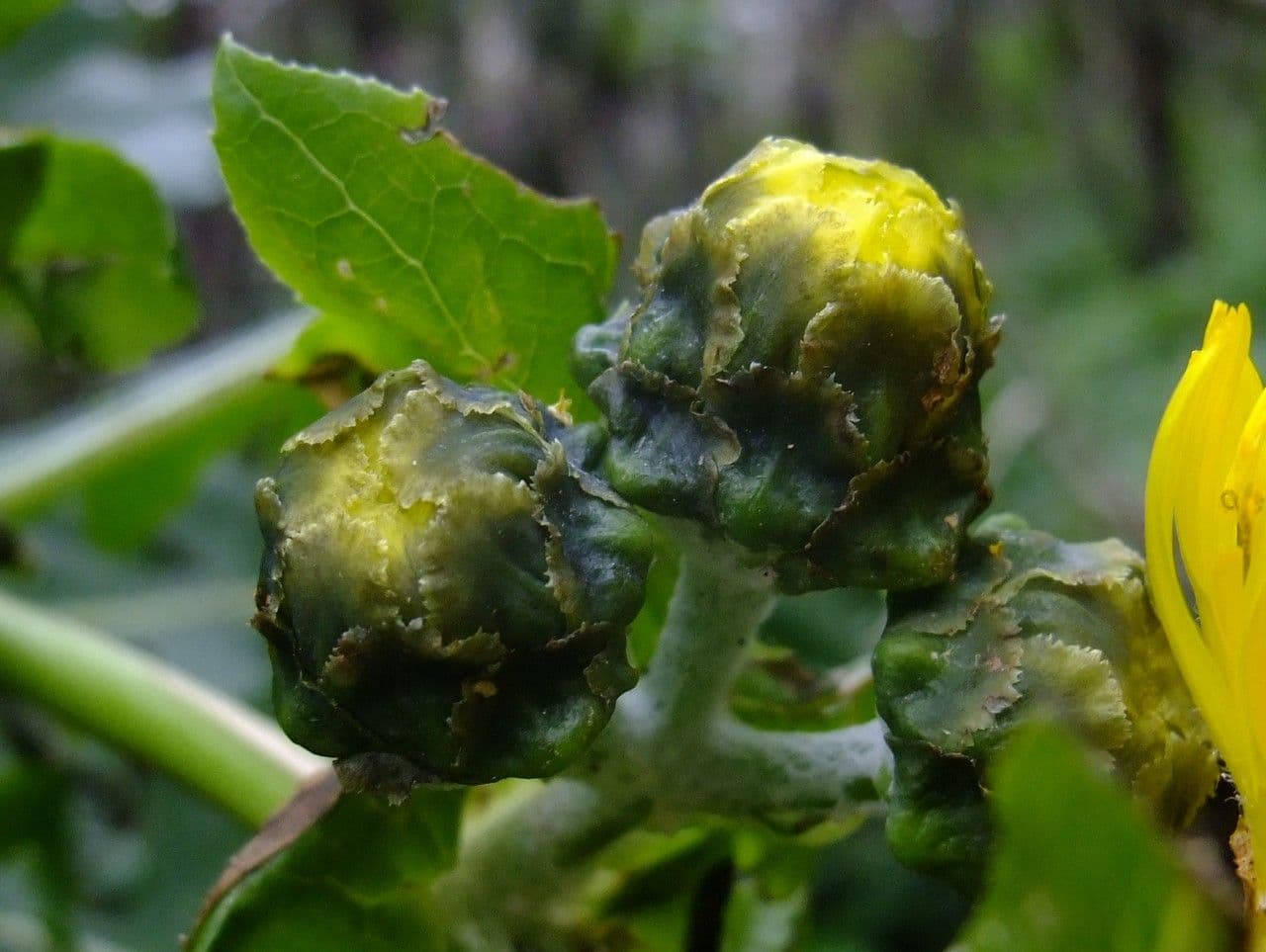 Cicerbita 3
