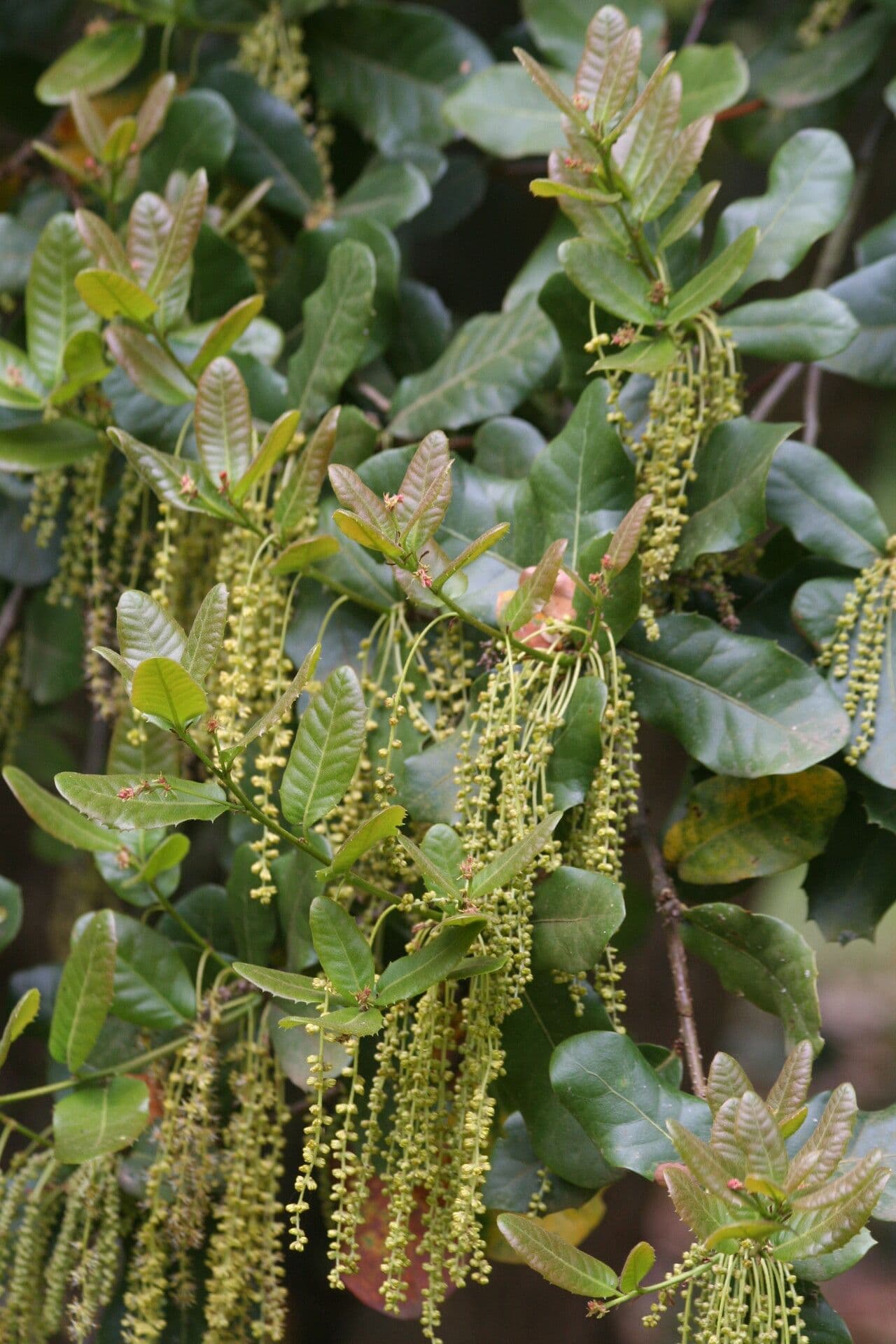 Quercia 4