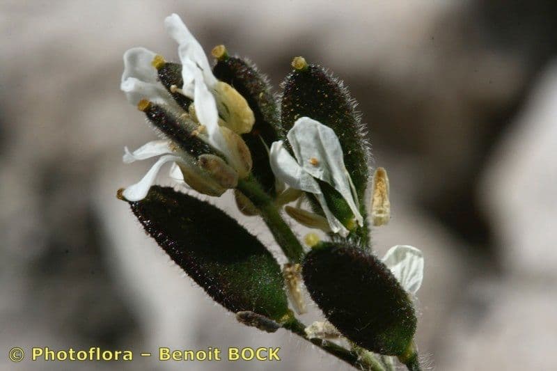 Draba douteuse 2