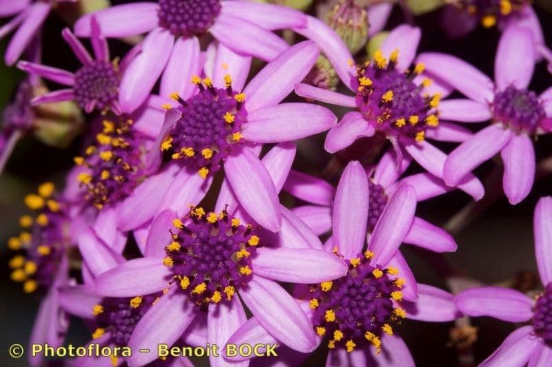 Pericallis 2