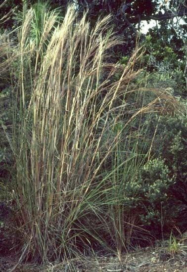 Schizachyrium condensatum 5