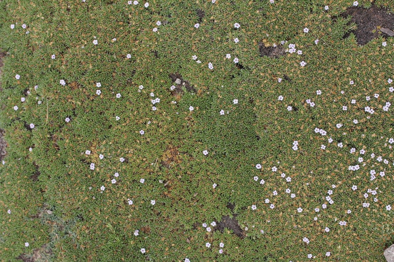 Junellia 7