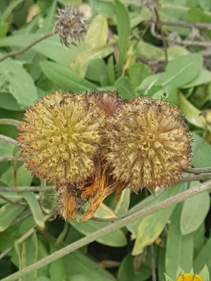 Gaillardia aristata 3