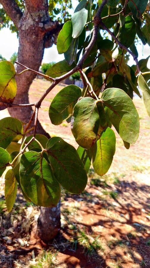 Stachydruse Hymenäenbaum