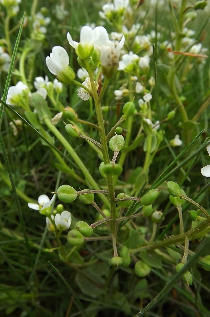Cochlearia inglese 5