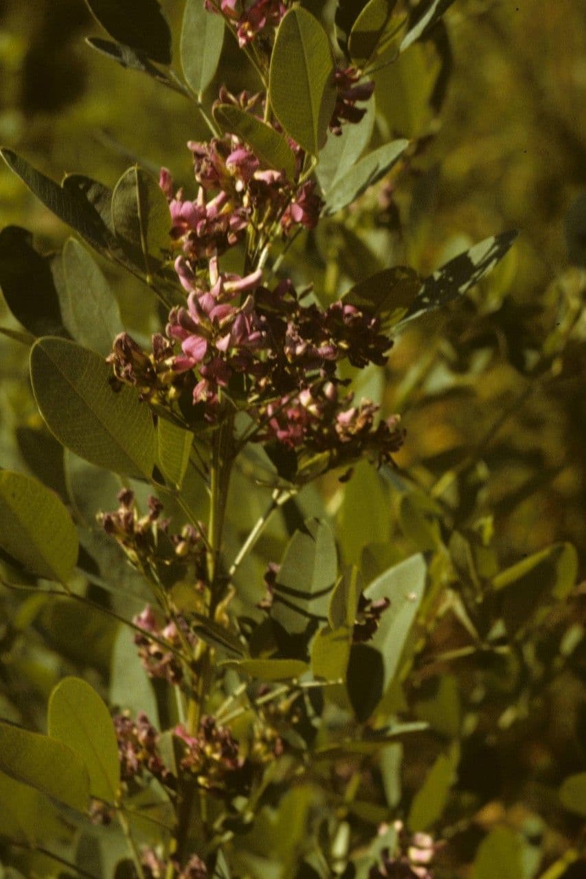 Lespedeza violacea