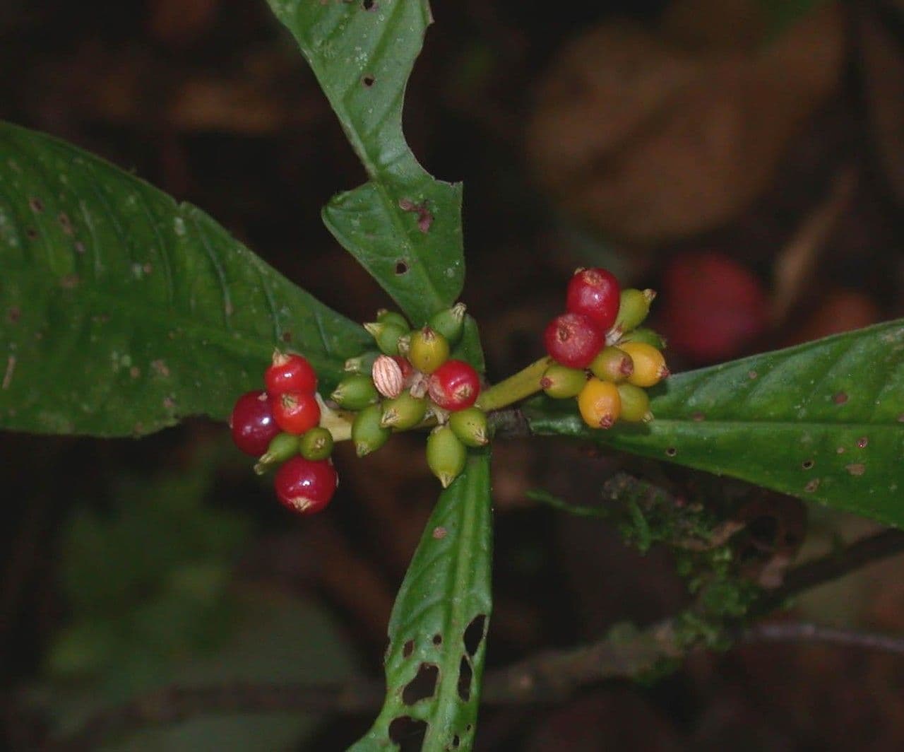 Psychotria 18