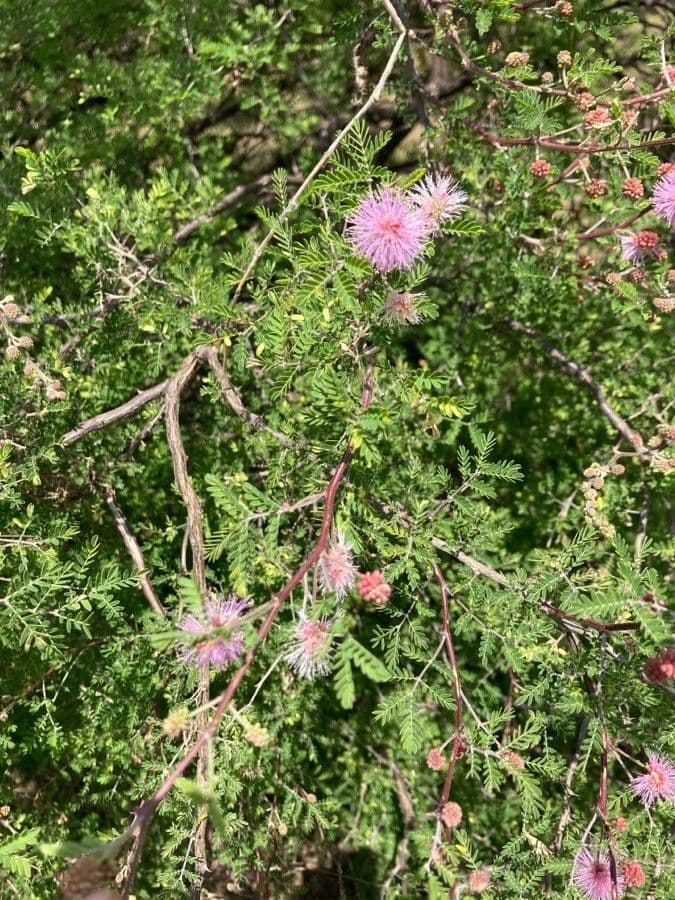 Mimosa 5