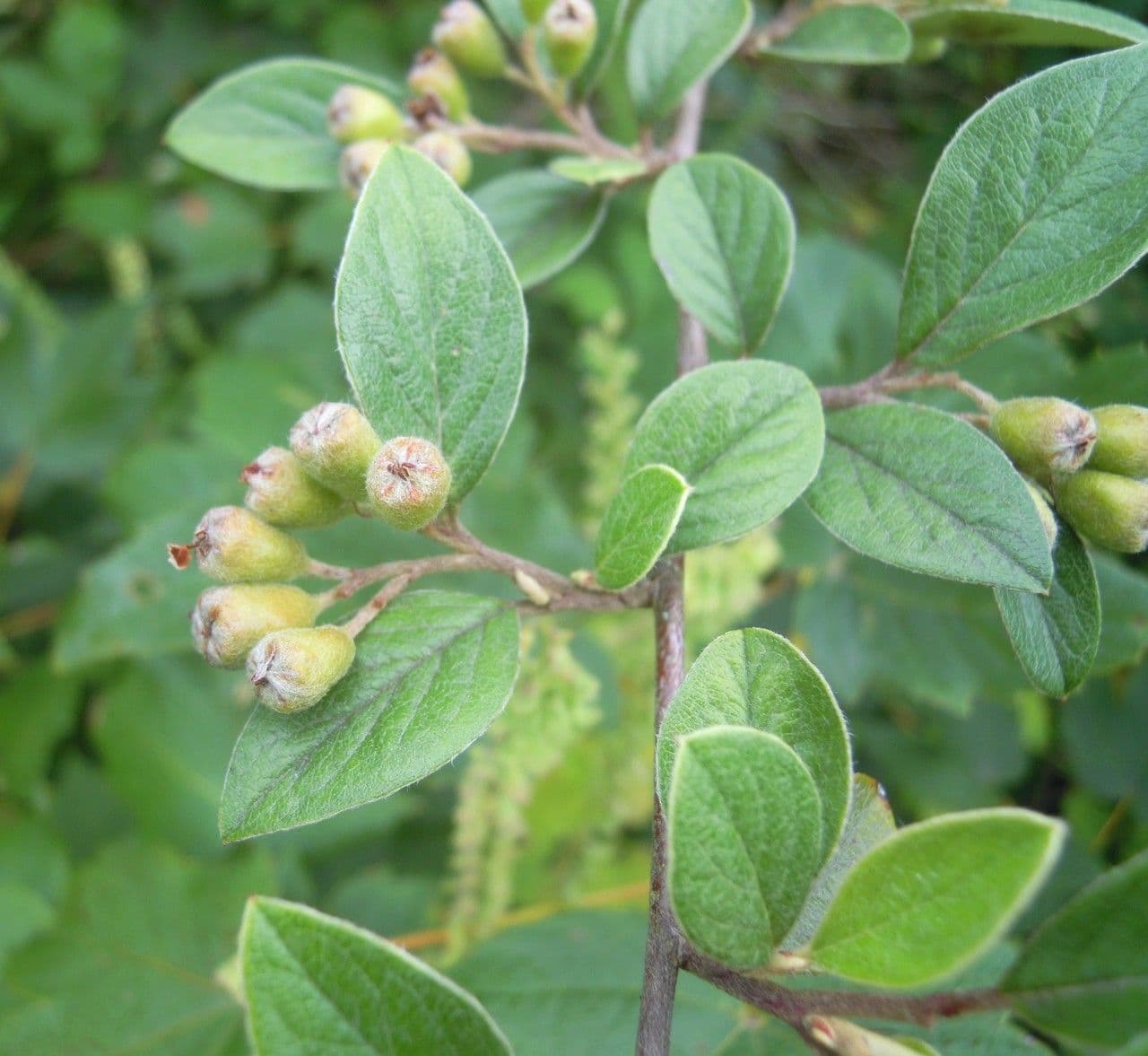 Cotoneaster di Franchet 26