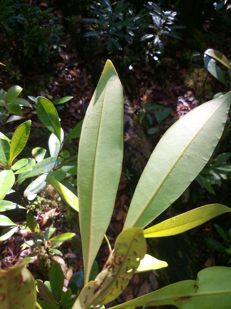 Tristaniopsis 3