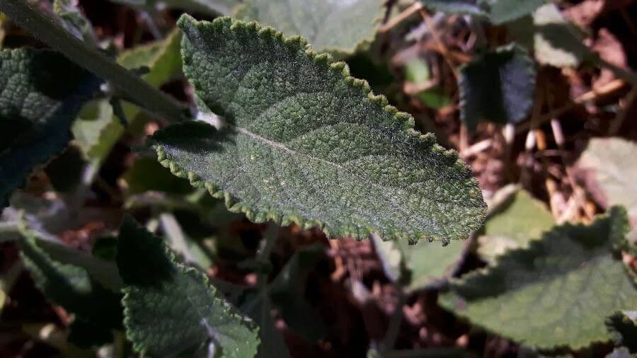 Salvia verticillata 19