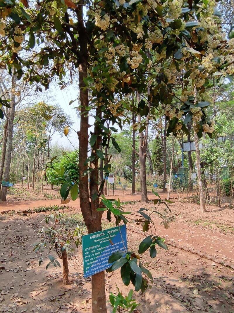 Ixora pavetta 4