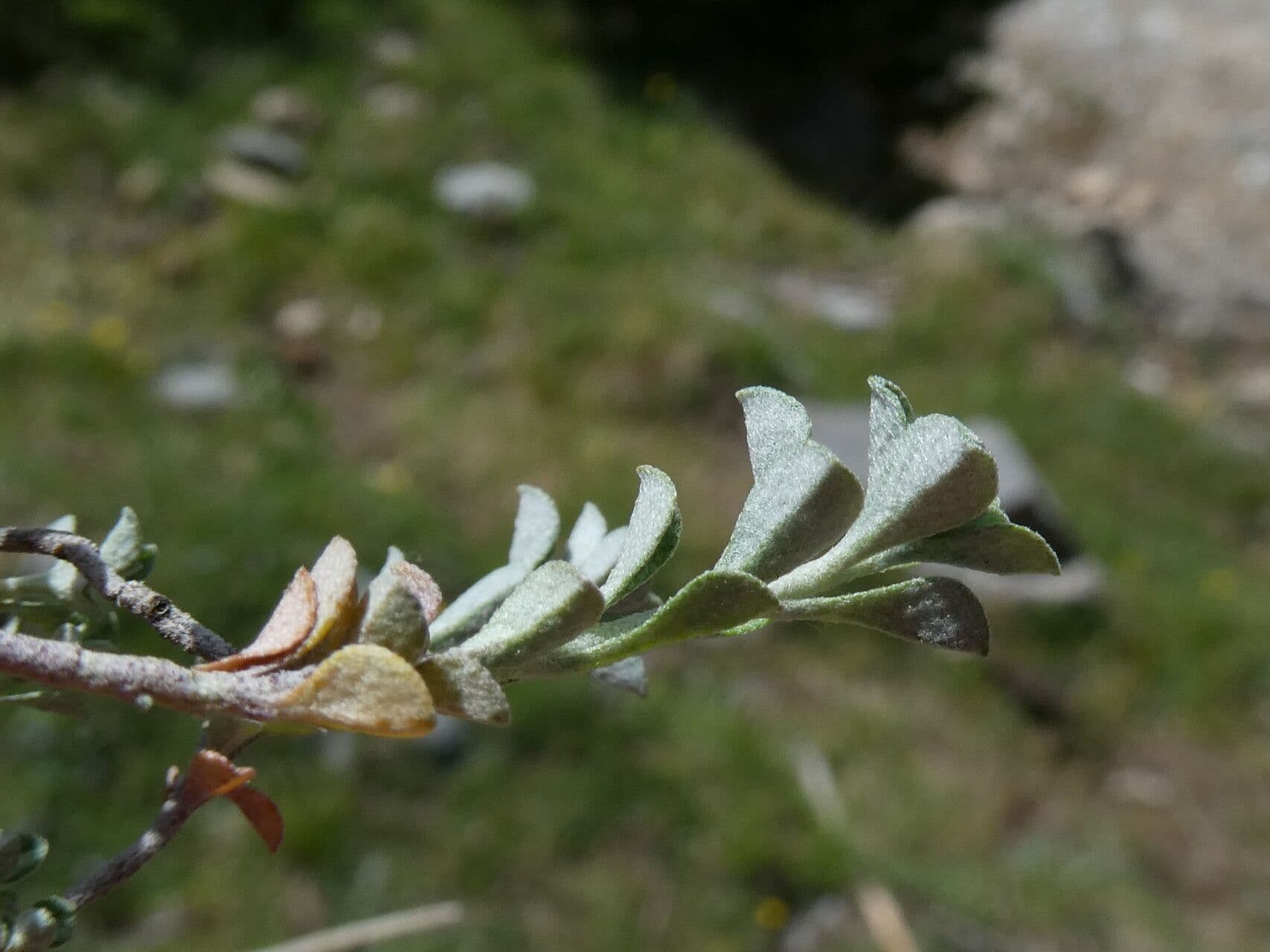 Alyssum serpyllifolium 12