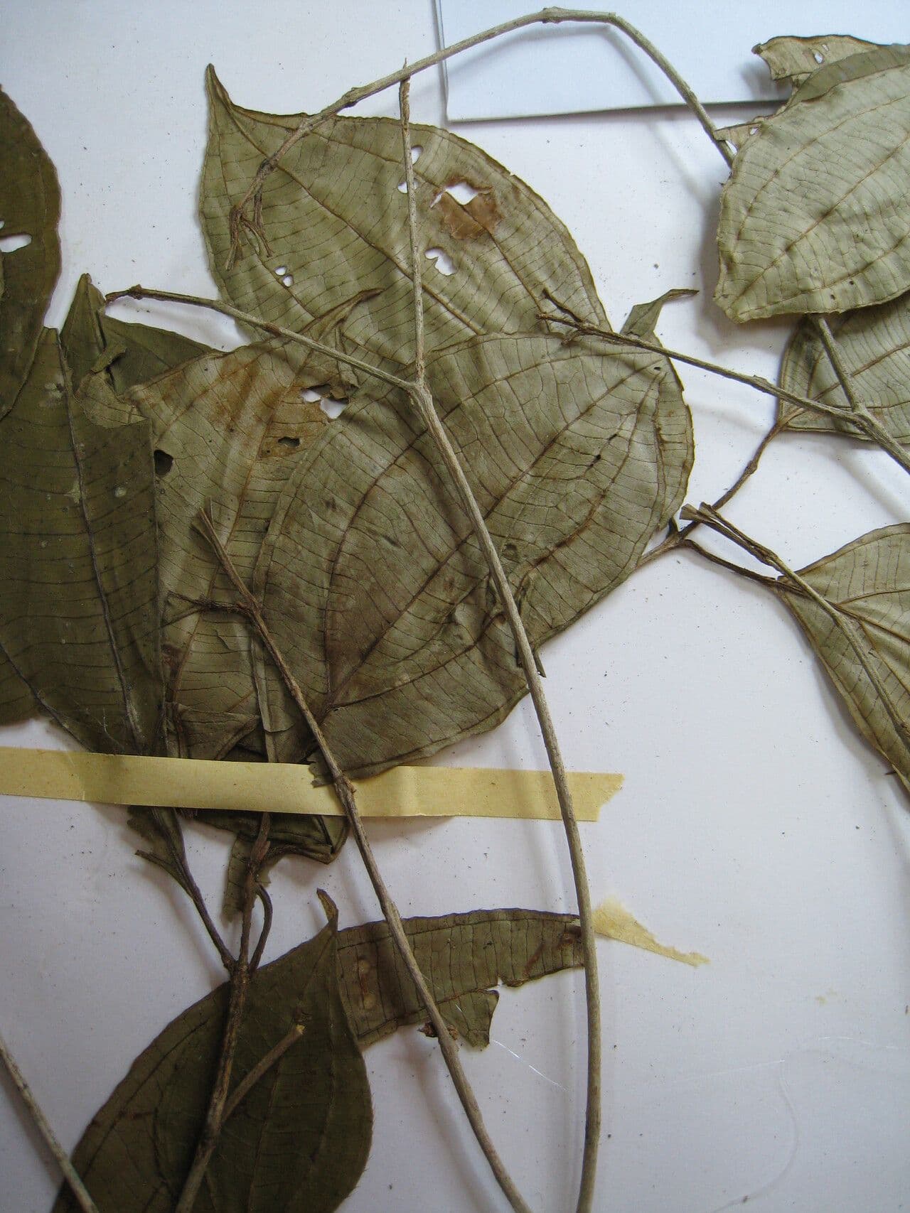 Henriettea 6