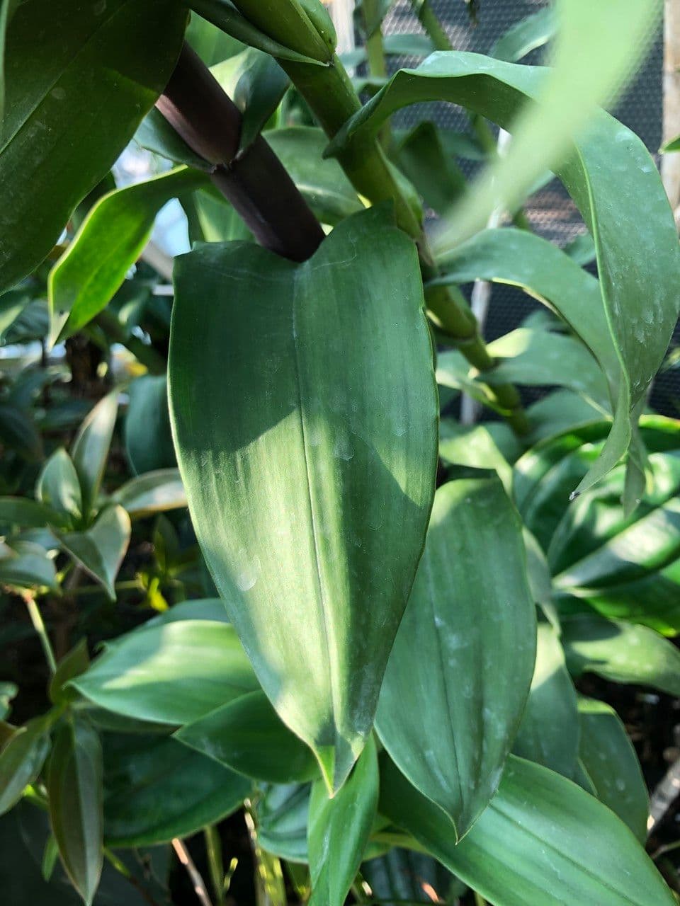 Epidendrum z Atacazo 12