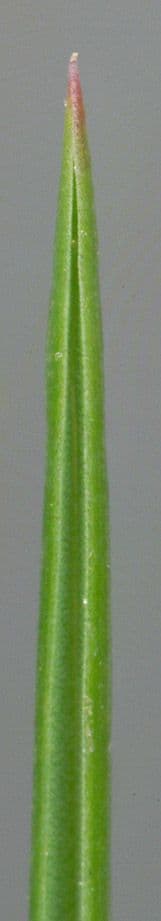 Andelgras 17