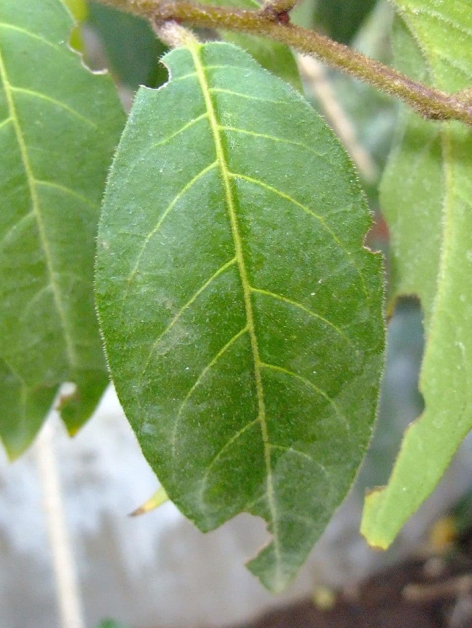 Cestrum elegante 18