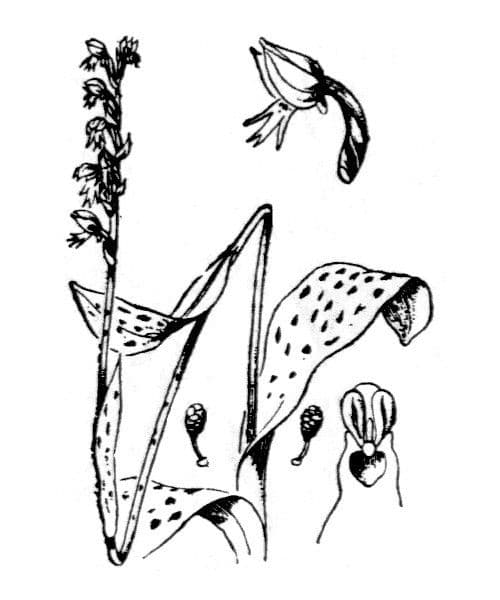 Orchidea maculata 24