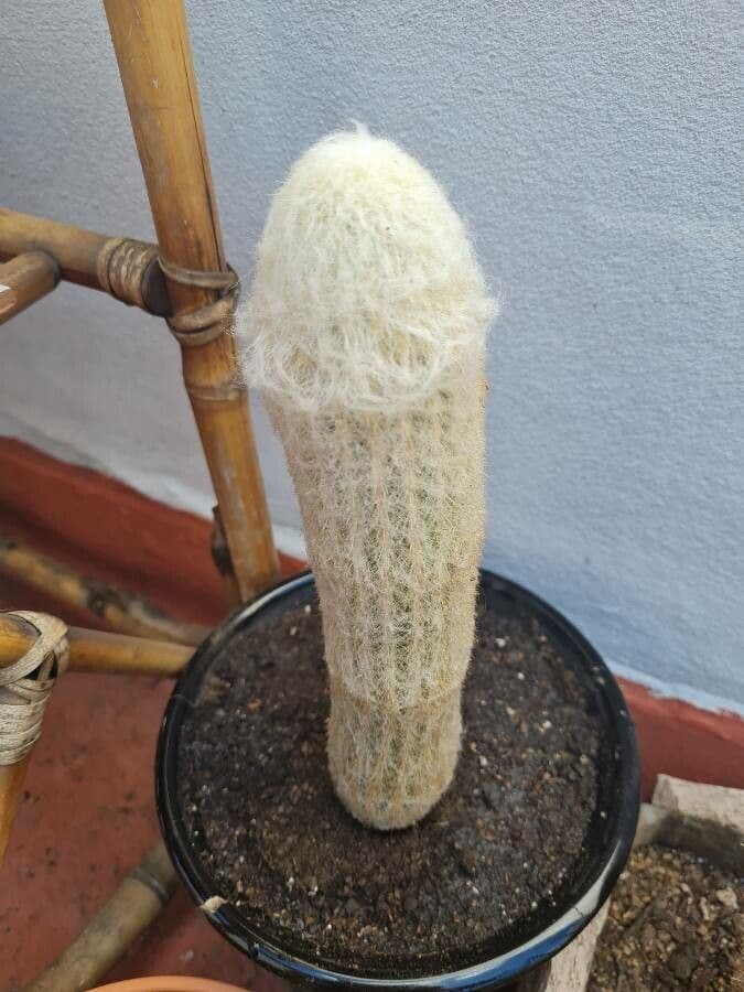 Espostoa 18