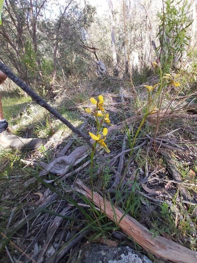 Diuris maculata 5
