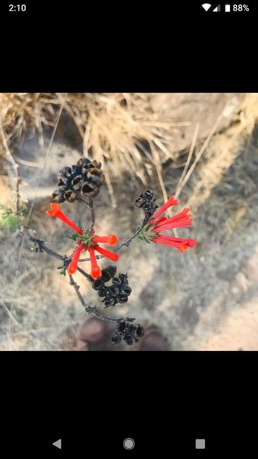 Bouvardia ternifolia