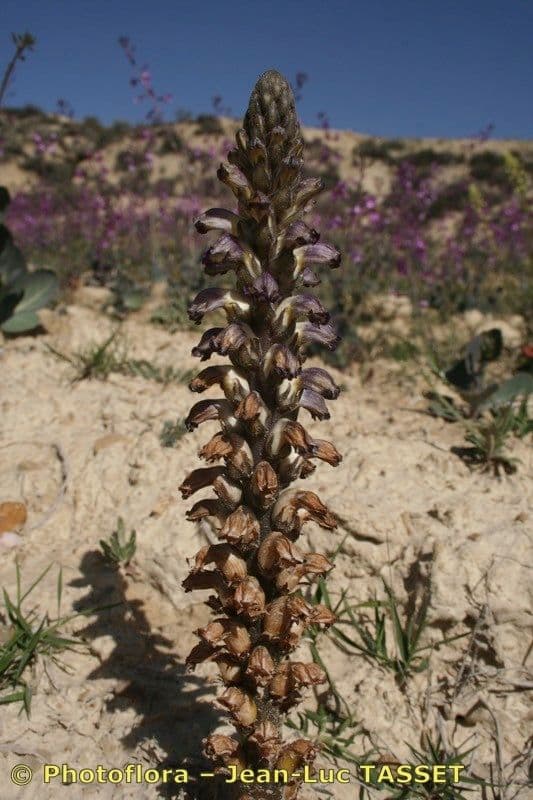 Australian broomrape 7