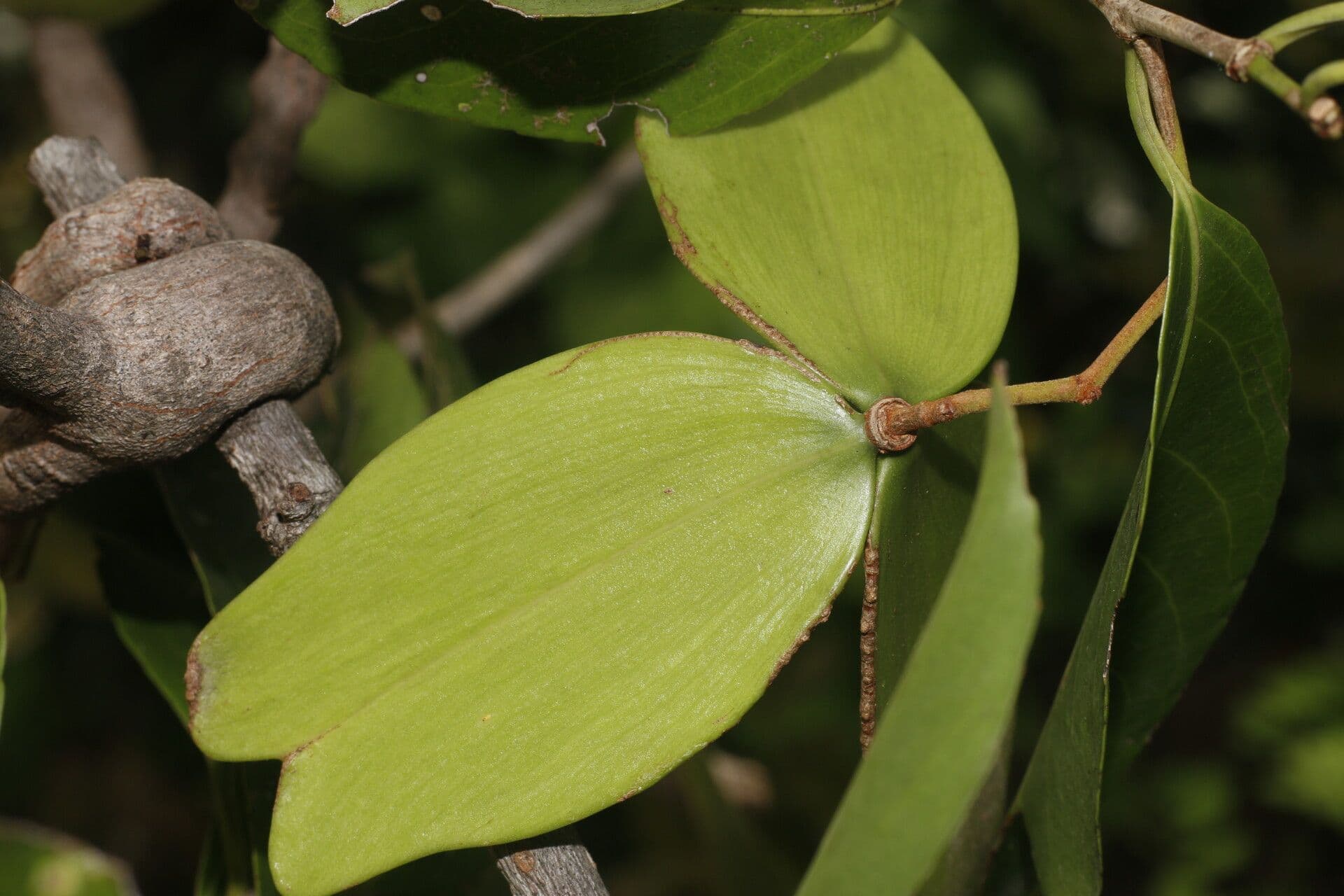 Hippocratea