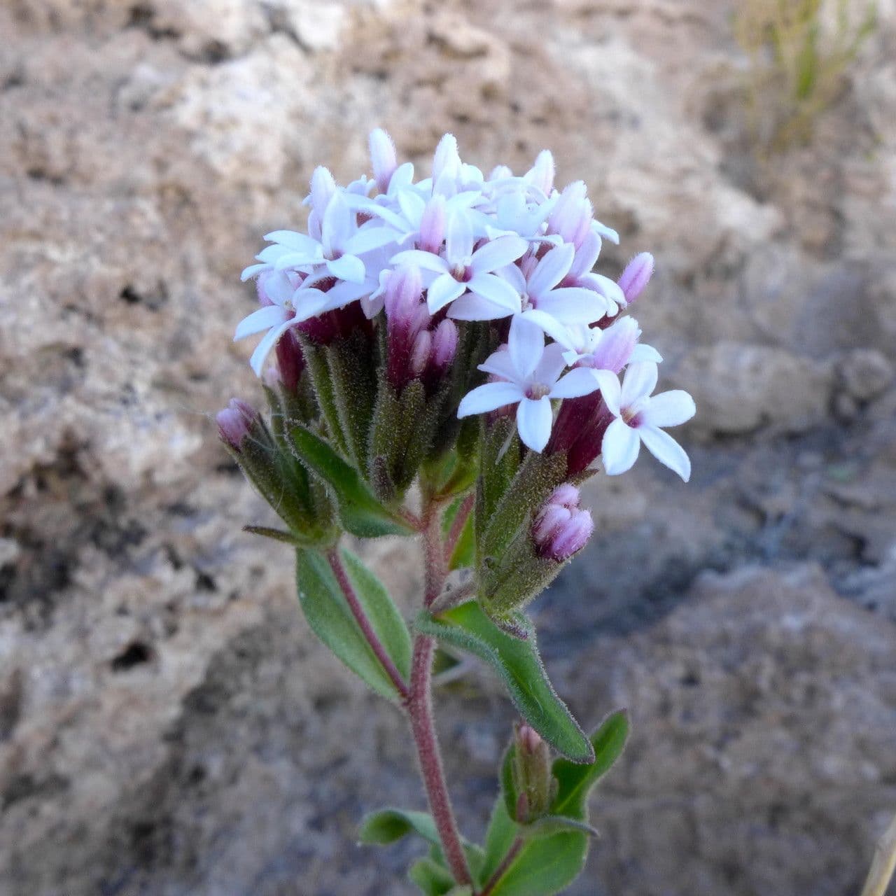 Stevia 3