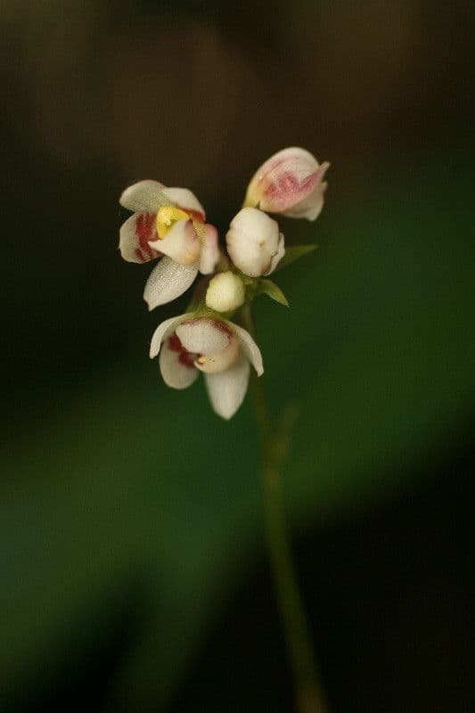 Cheiradenia 3
