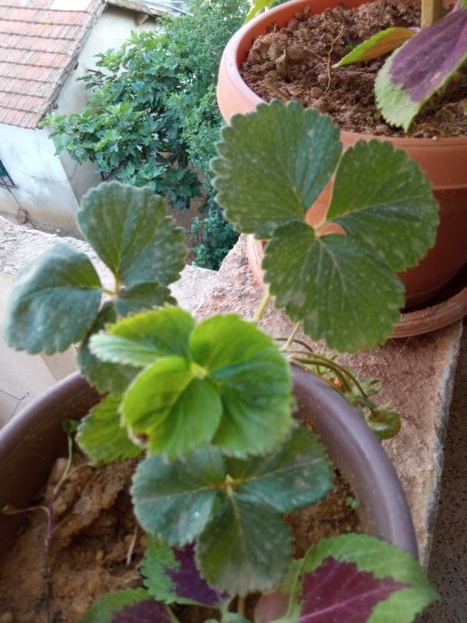 Fragola comune 3