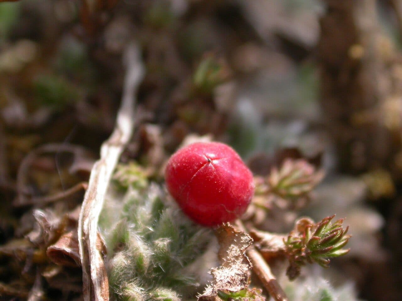 Hemiphragma 5
