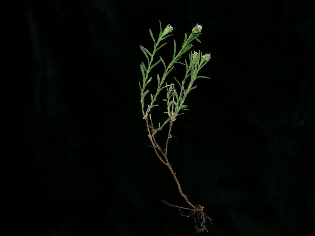 Anaphalis 9