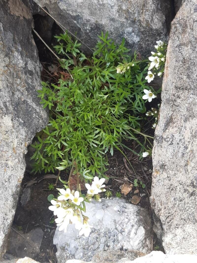 Sassifraga 4