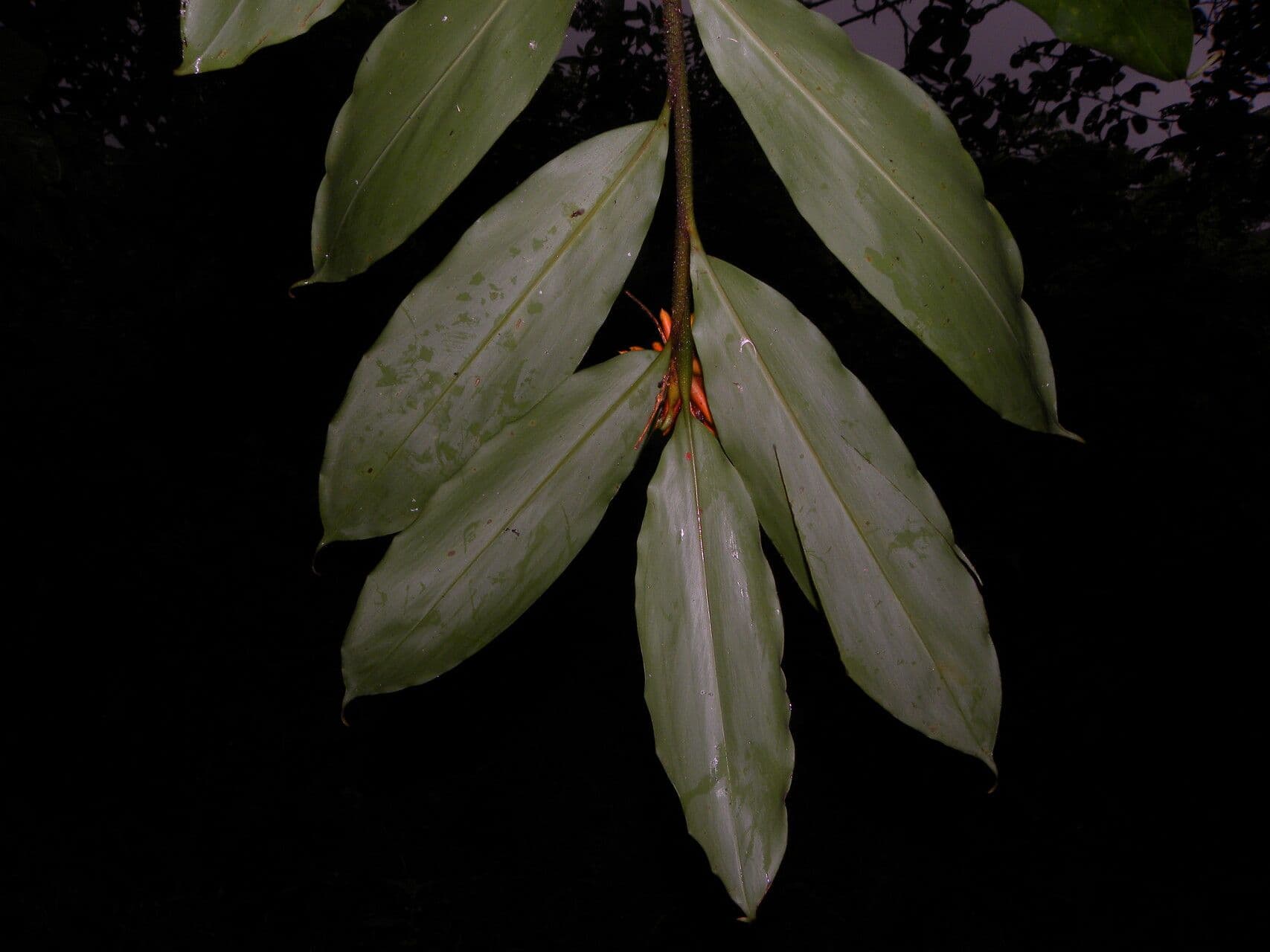 Renealmia pendula 5