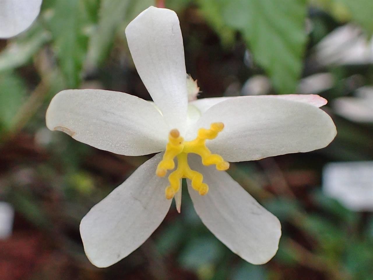 Begonia 4