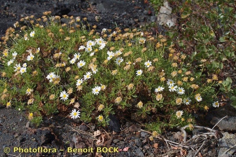 Argyranthemum 7