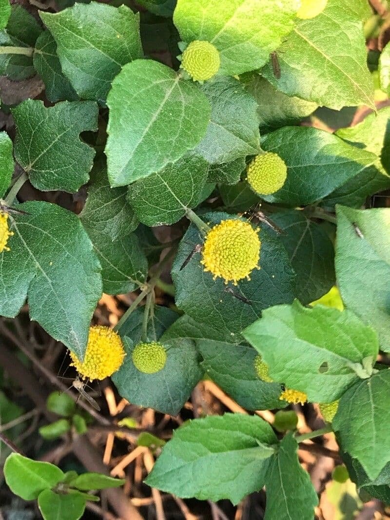 Podanthus 2