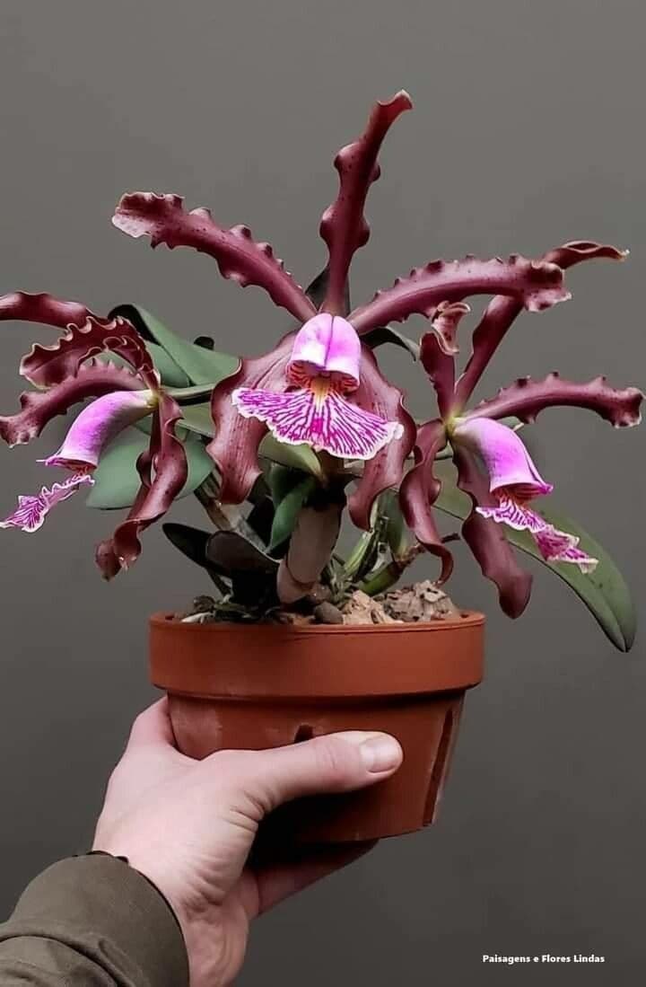 Cattleya 4