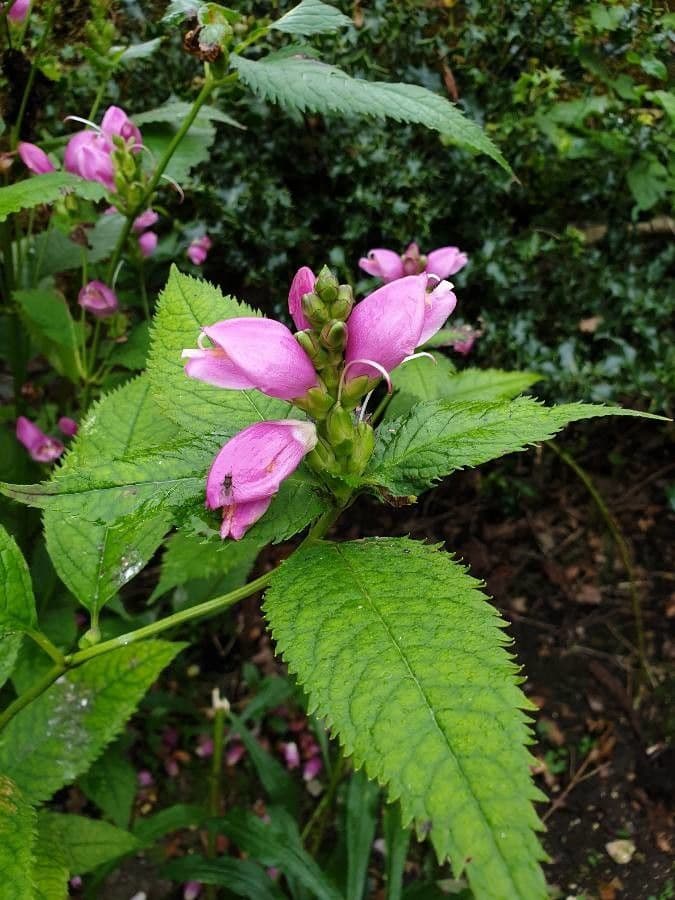 Chelone di Lyon 4