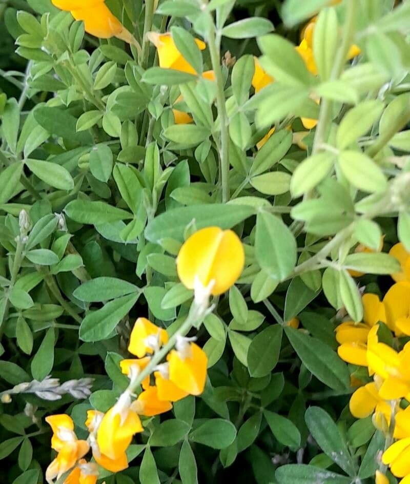 Genista canariensis 11