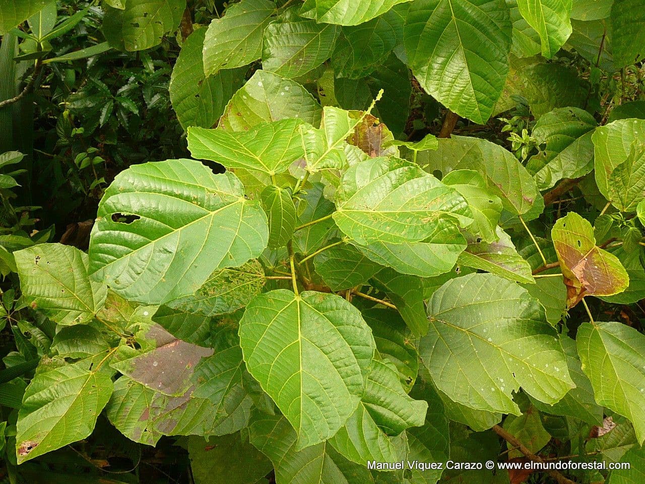 Myriocarpa longipes 8