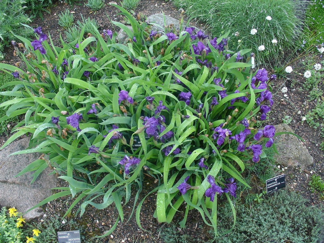 Iris 10