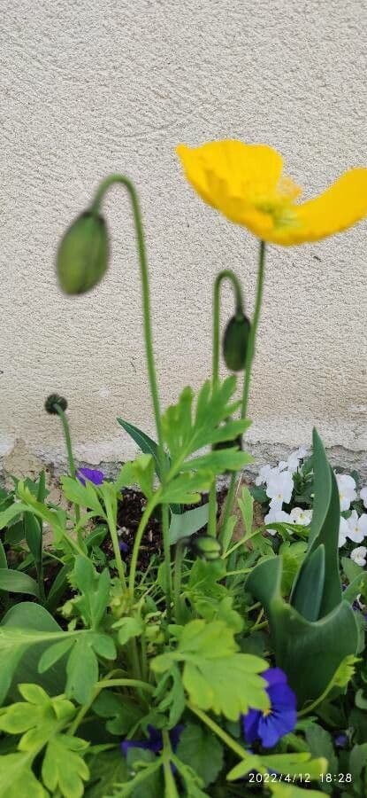 Alpen-Mohn 12