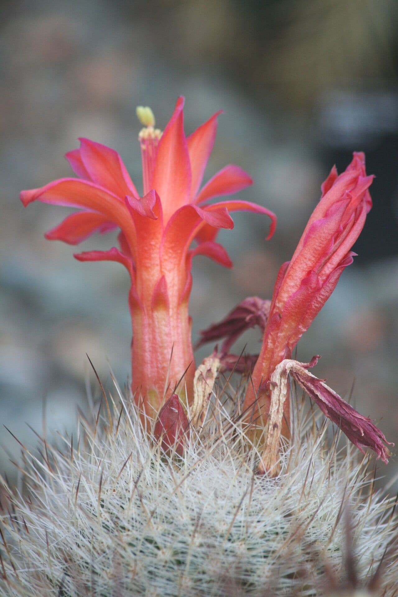 Matucana