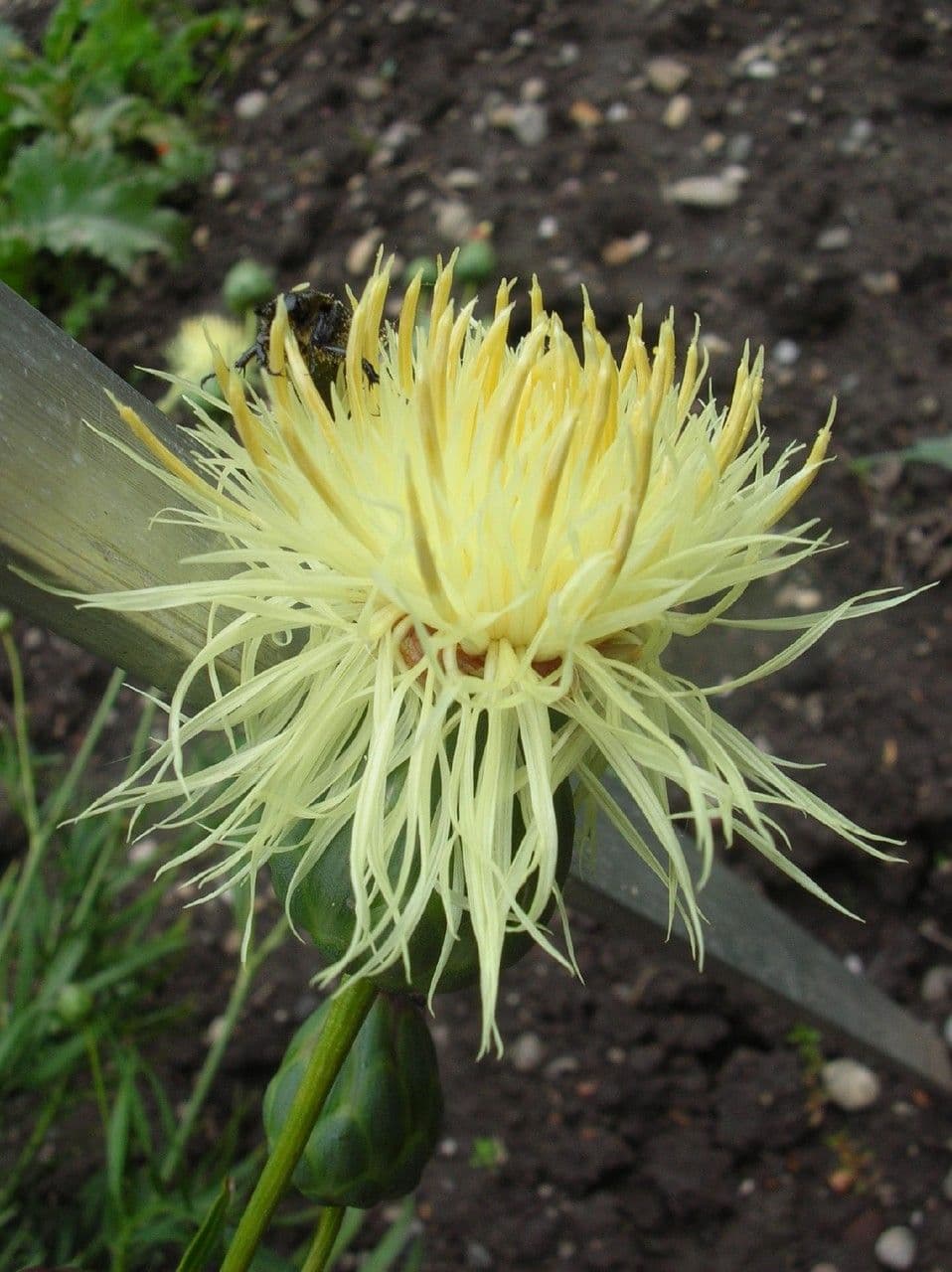 Saw-wort